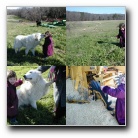 [Click to enlarge image]