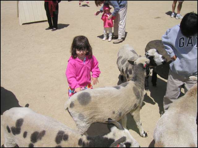 The petting zoo is also fun