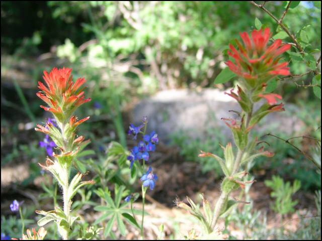 Mosquito time is also wild flower time!