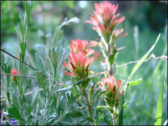 Indian paint brush