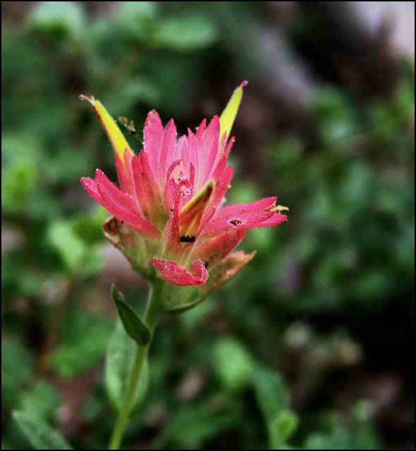 Indian paintbrush