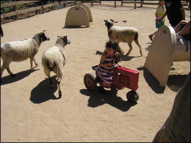 Farmer Sydney tending to the goats and sheep