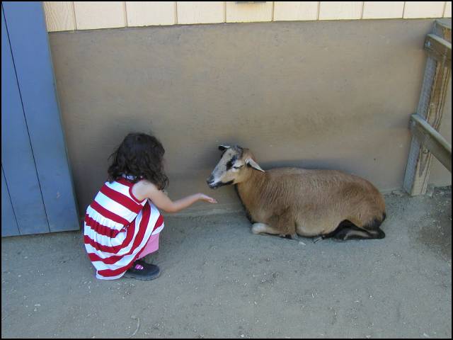 What a pretty, nice goat