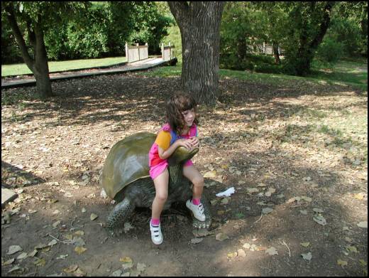 The turtles fun to ride!