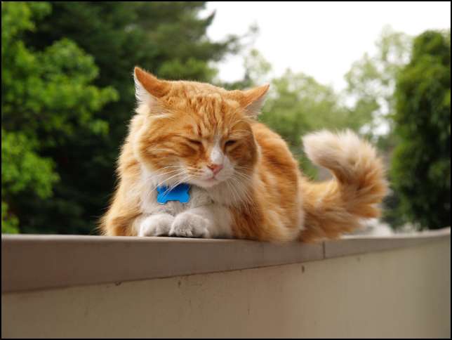 Max is a great cat!