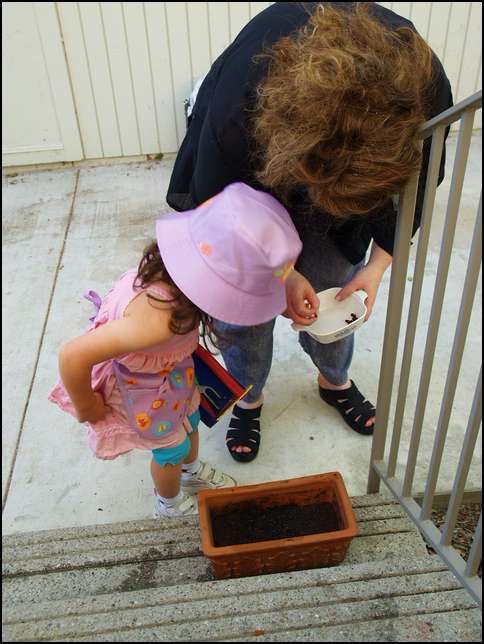 Putting the sweetpea seeds into the pot