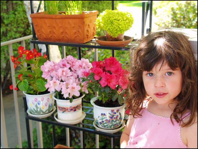 here are the four plants I bought and potted