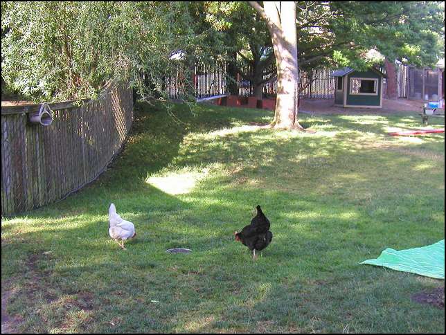 Penny and Blackie -- West classroom pets