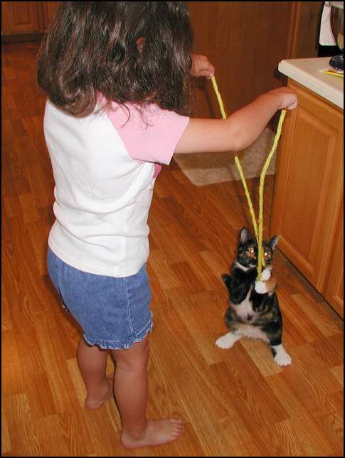 Twinkie loves to play with the string