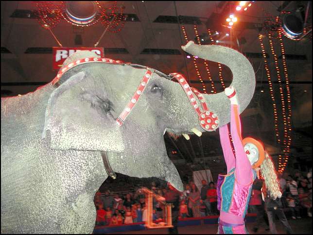 I even got to touch the elephant!