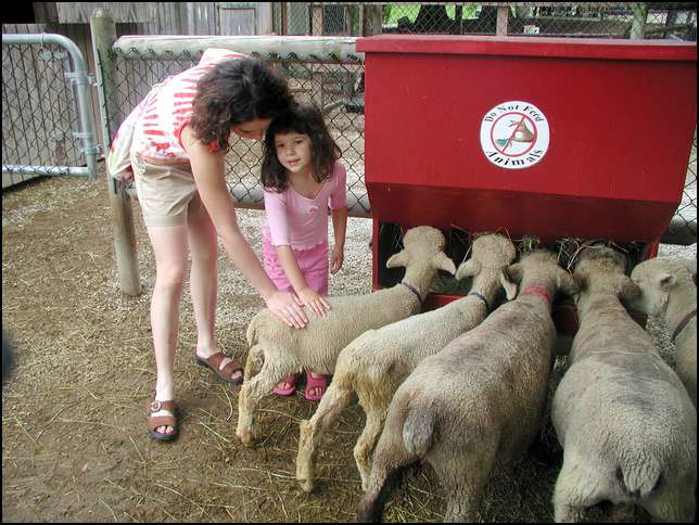 What soft lambie pies
