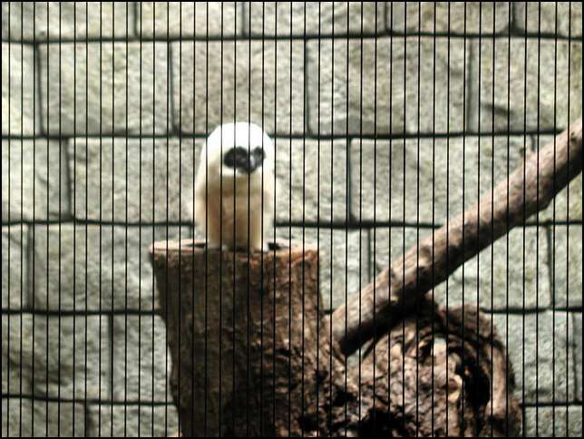 What a cute baby owl