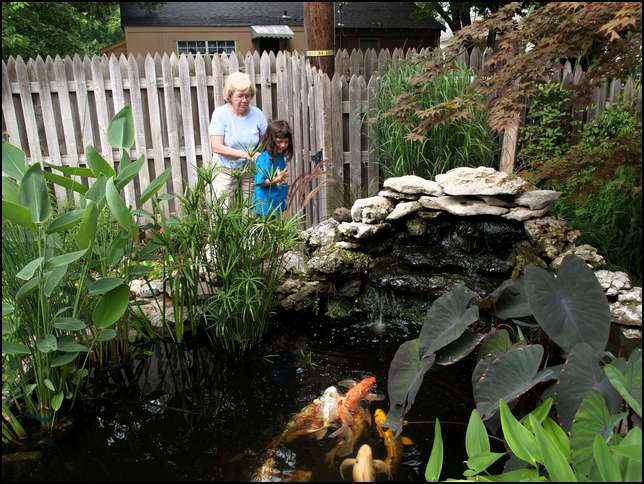 I love to feed Grandpa's fish