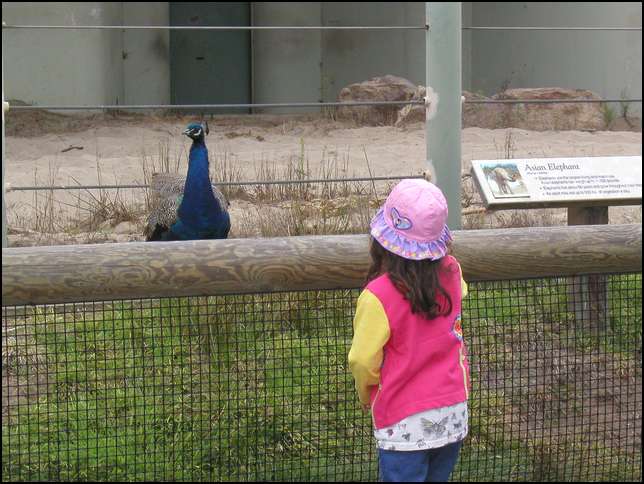 What a pretty peacock