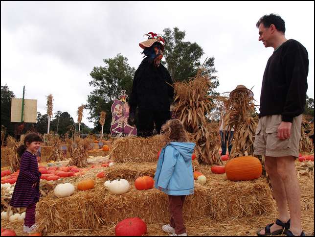Wow, look at all these pumpkins