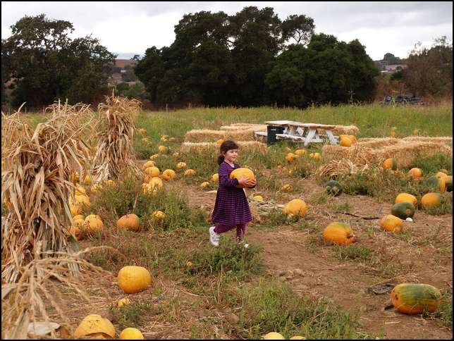 More pumpkins atop the hill at the Webb ranch