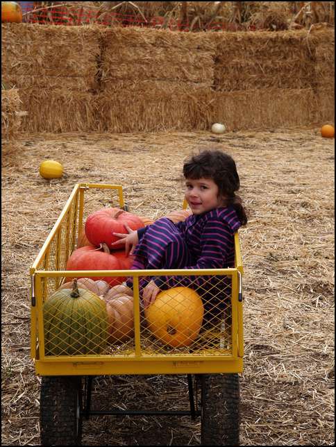 Time to gather all our pumkins 