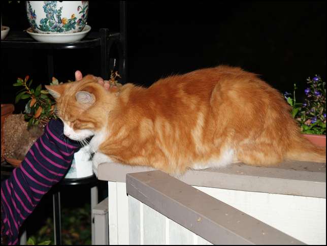 One of Max's favorite sponts on the deck