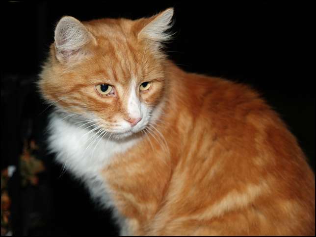 Portrait of Max