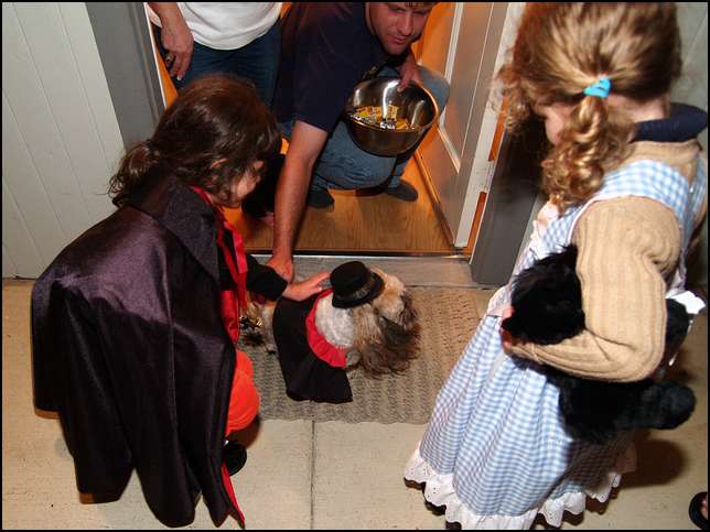 A very cute dog -- dressed for Halloween