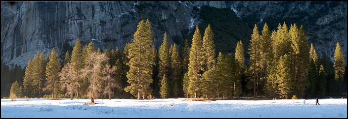 Winter meadow
