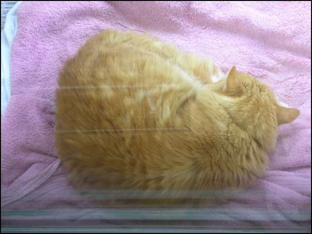 Max sleeping (as usual!)