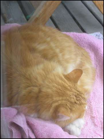 Cozily curled up for a quiet nap