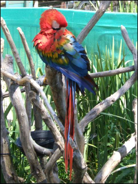 Pretty bird