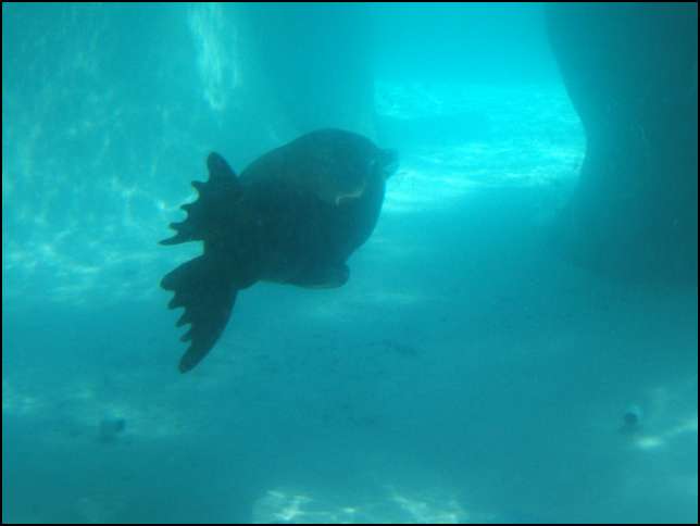 swimming seal