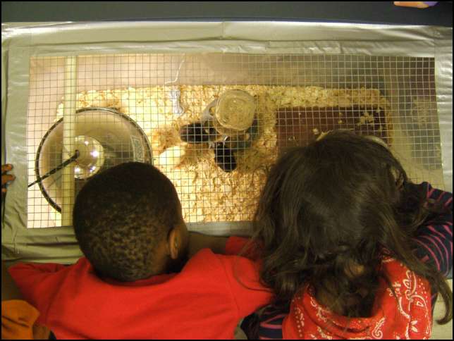 The chicks are fascinating