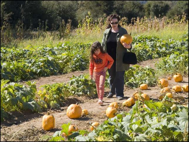 Lots of good pumpkins