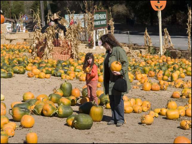 Two more pumpkins to pick