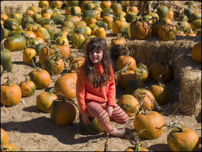 So many pumpkins and only one Halloween!