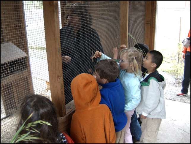 Getting eggs from the hen house