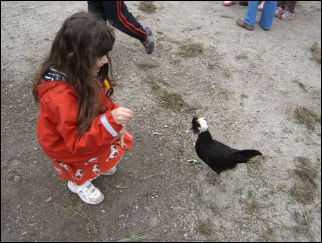 Here little chicken, something good to eat