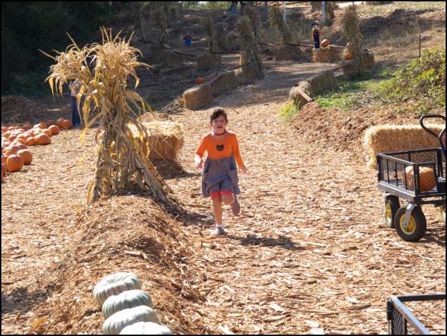 The pumpkin patch is FUN!