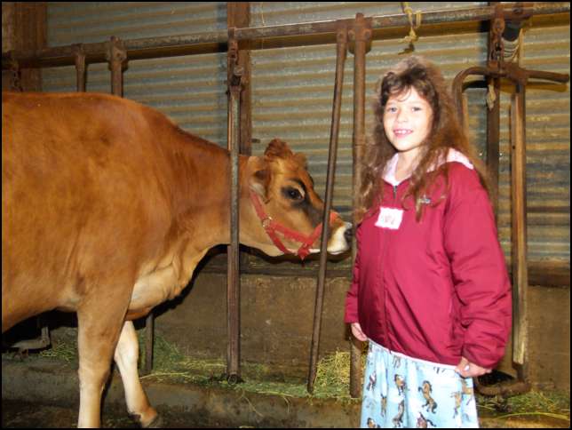 Maisy is a very nice cow